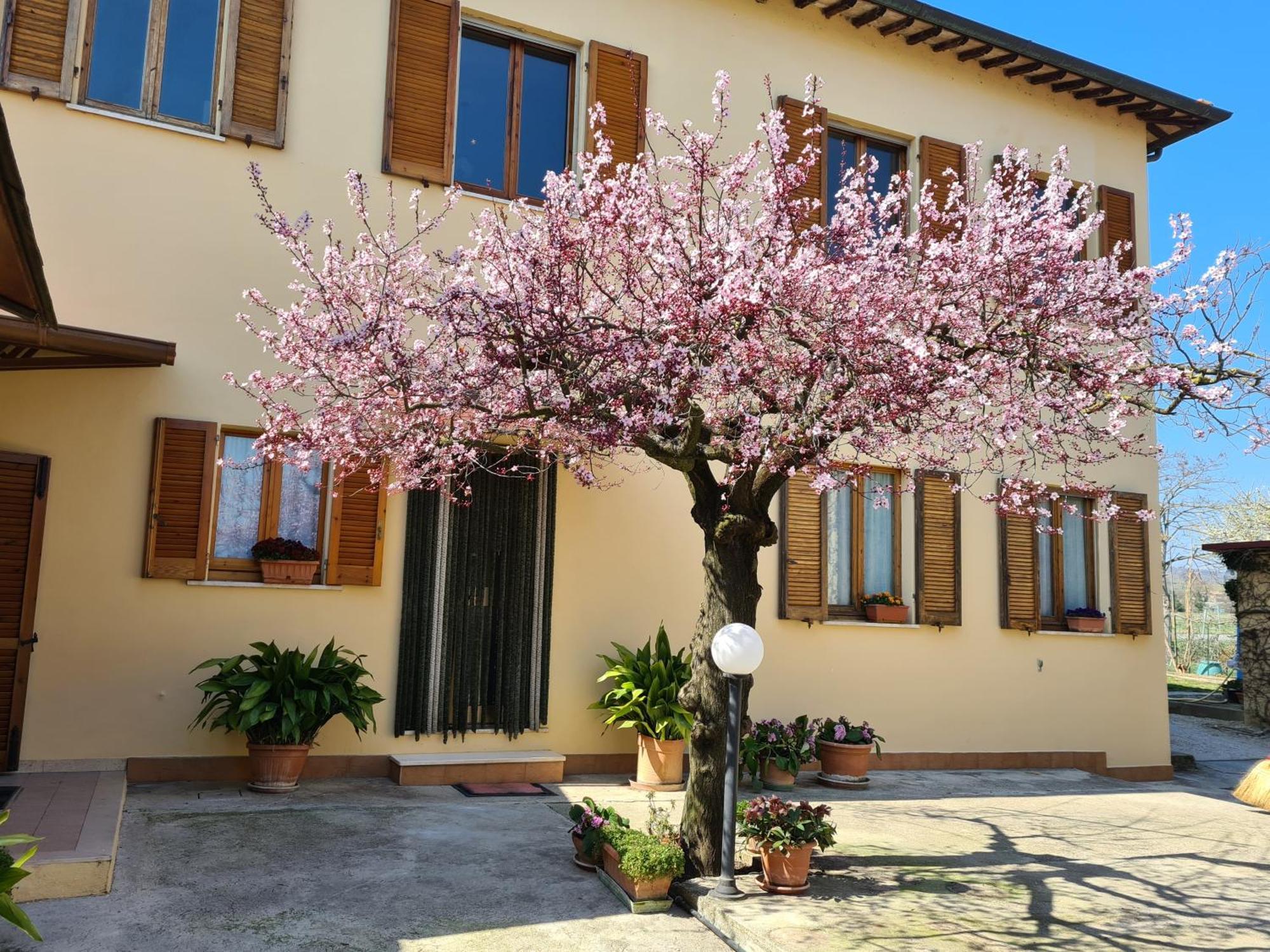 Cannara B&B Barbara Assisi المظهر الخارجي الصورة